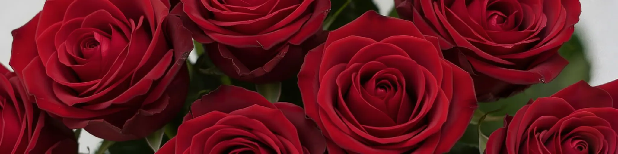 Rose rosse per un omaggio floreale